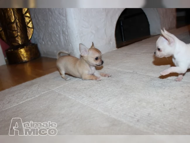 bellissimi cuccioli di chihuahua