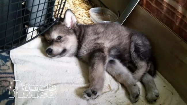cuccioli cane lupo cecoslovacco con pedigree | Foto 0