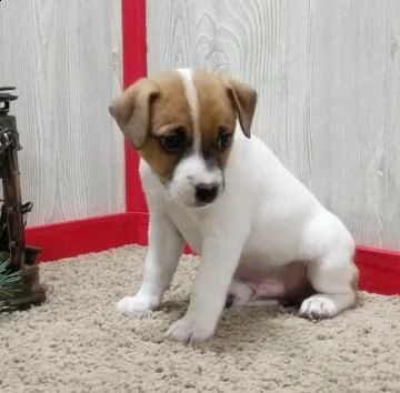 cuccioli di jack russell terrier con pedigree | Foto 0