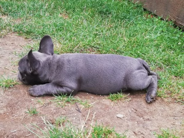 cuccioli di dogo argentino | Foto 2