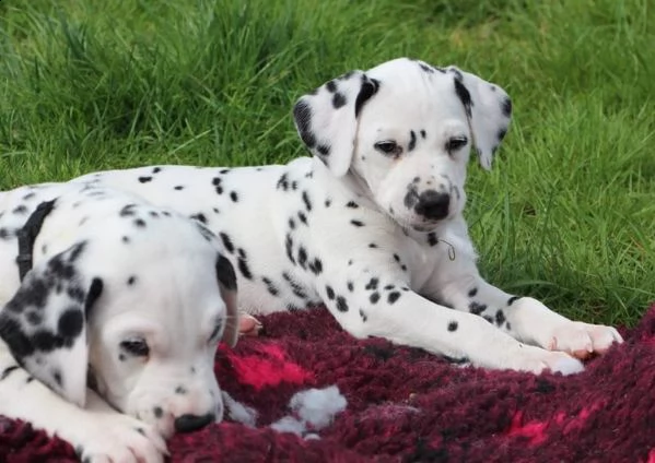  2 cuccioli dalmata con pedigree | Foto 0