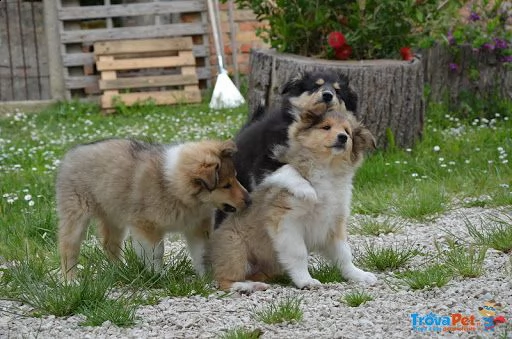 cuccioli di pastore scozzese a pelo corto