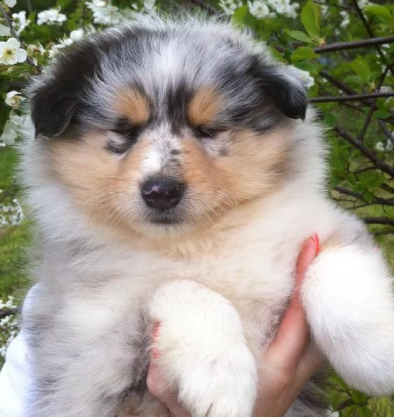 cuccioli di pastore scozzese a pelo corto | Foto 2