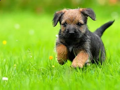 cucciolo di 3 mesi border terrier