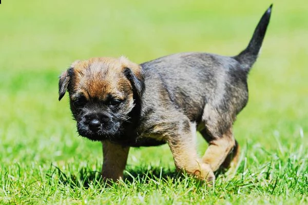 cucciolo di 3 mesi border terrier | Foto 2
