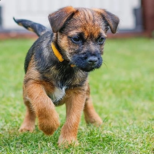 cucciolo di 3 mesi border terrier | Foto 0