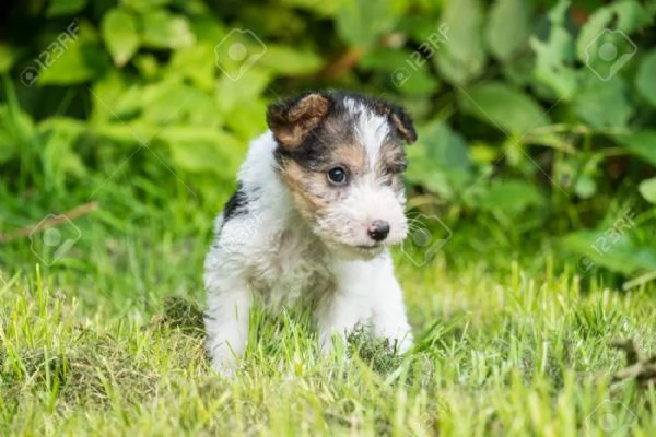 cuccioli fox terrier pelo ruvido