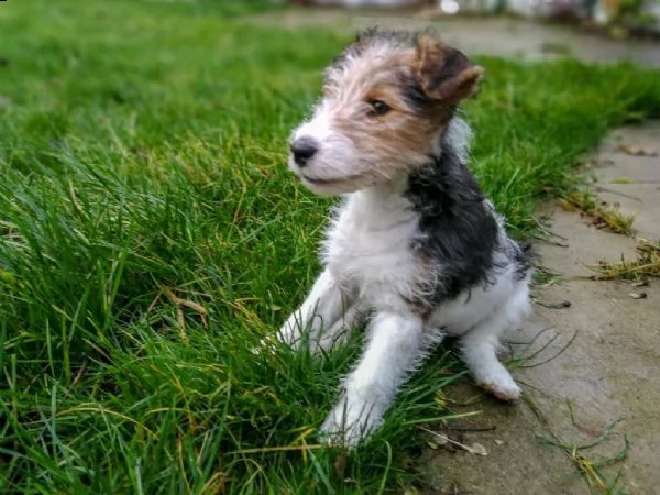 cuccioli fox terrier pelo ruvido | Foto 2