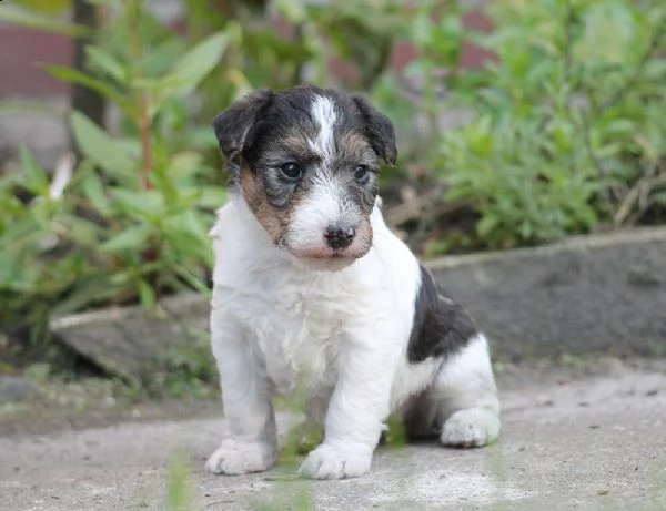 cuccioli fox terrier pelo ruvido | Foto 1