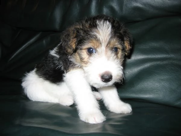 cuccioli fox terrier pelo ruvido | Foto 0