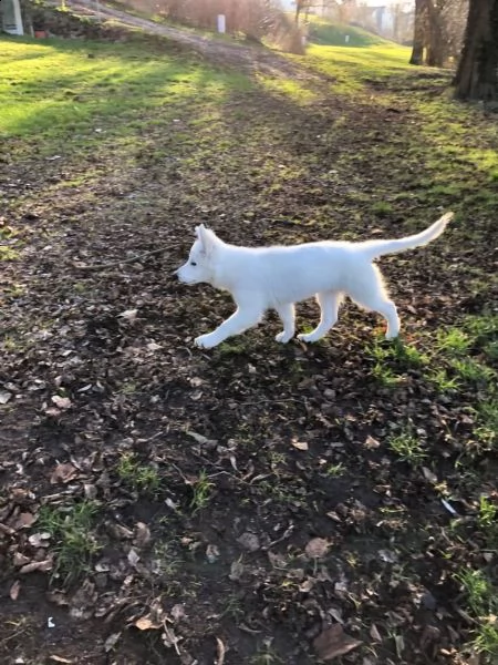 cucciolo di pastore svizzero bianco | Foto 2