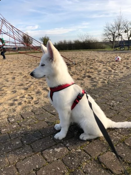 cucciolo di pastore svizzero bianco