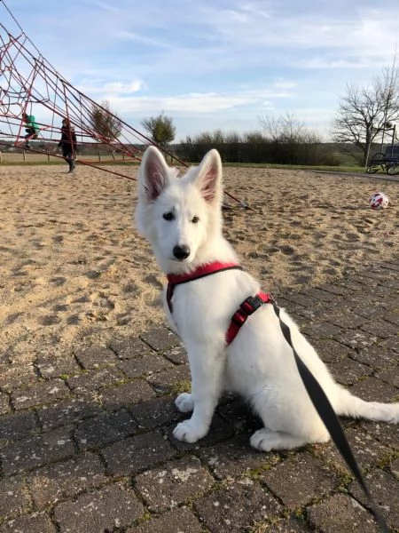 cucciolo di pastore svizzero bianco | Foto 0