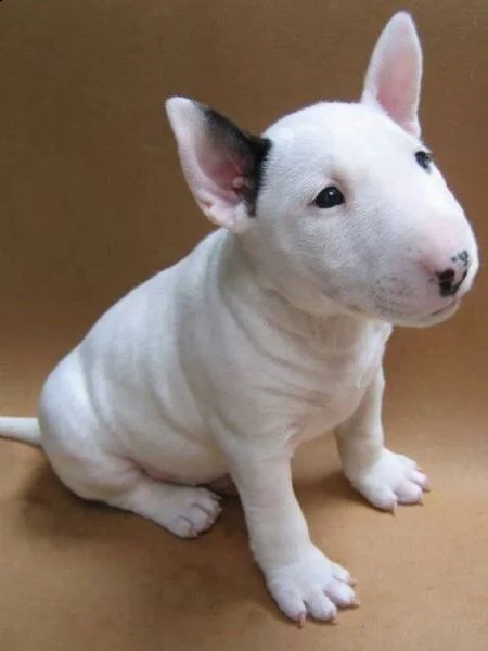 bull terrier miniature  | Foto 0