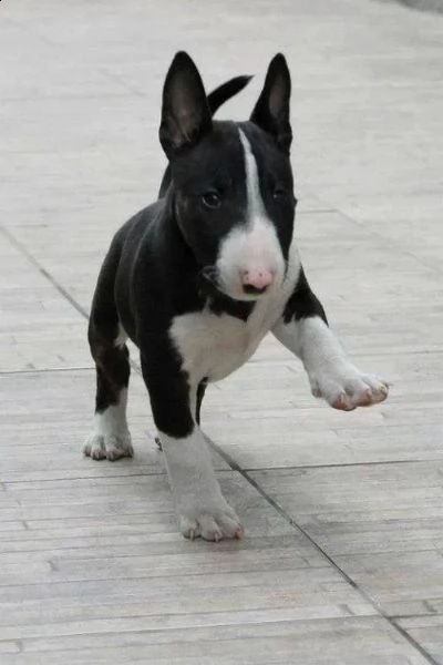 bull terrier miniature 