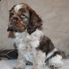 cocker spaniel 