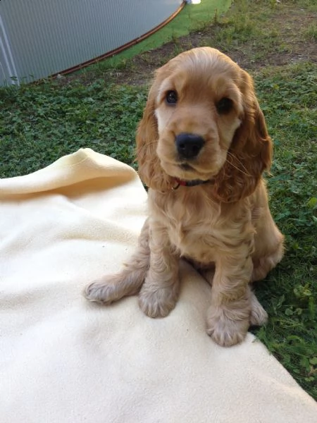 cocker spaniel  | Foto 0