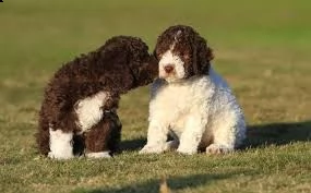 cuccioli di lagotto | Foto 0