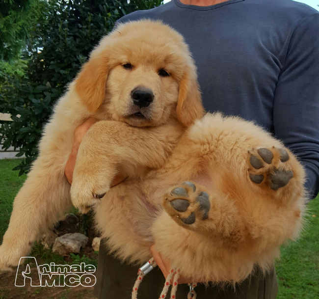 Vendita Cucciolo Golden Retriever Da Privato A Udine Prestigiosa