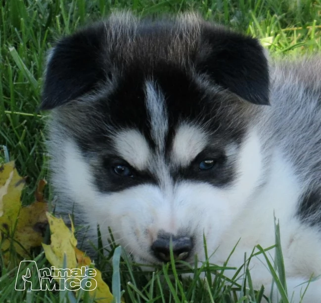 siberian husky cucciolata occhi blue | Foto 0