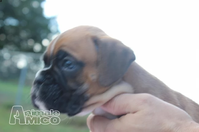 cuccioli di boxer con pedigree | Foto 1