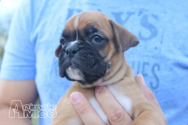 cuccioli di boxer con pedigree | Foto 0