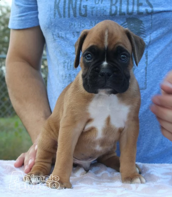 cuccioli di boxer con pedigree