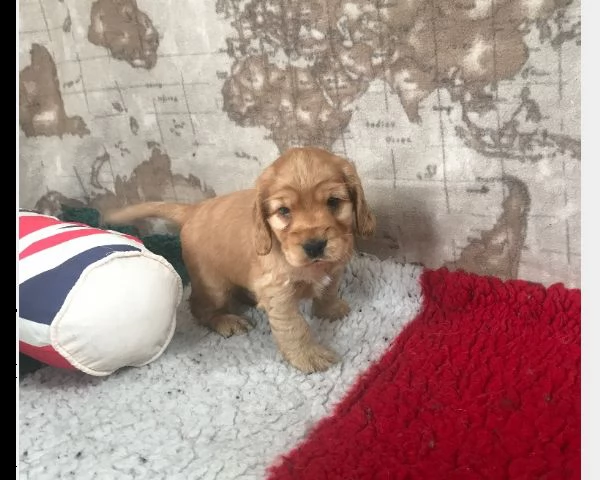 disponibili cuccioli di cocker spaniel inglesi fulvi e neri