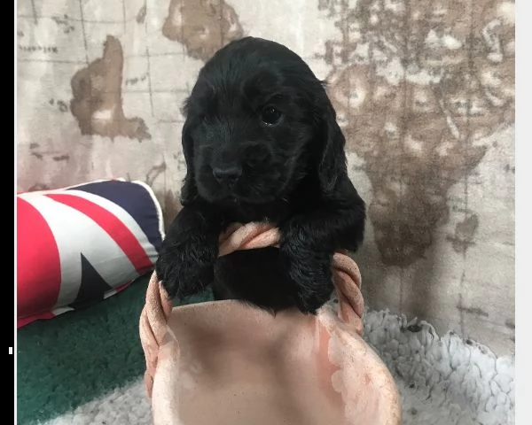 disponibili cuccioli di cocker spaniel inglesi fulvi e neri | Foto 0