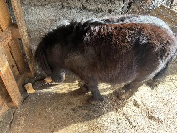 Vendo pony maschio  | Foto 2