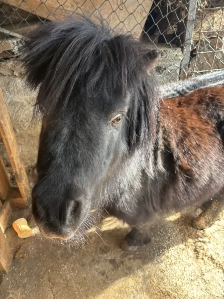 Vendo pony maschio  | Foto 1