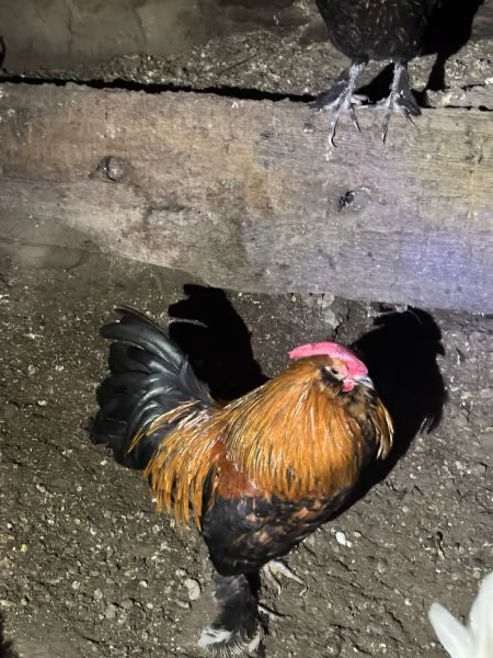 Galli americanelli  | Foto 0