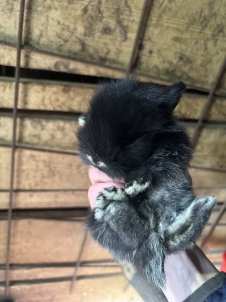 Vendo cuccioli di coniglio nano  | Foto 3