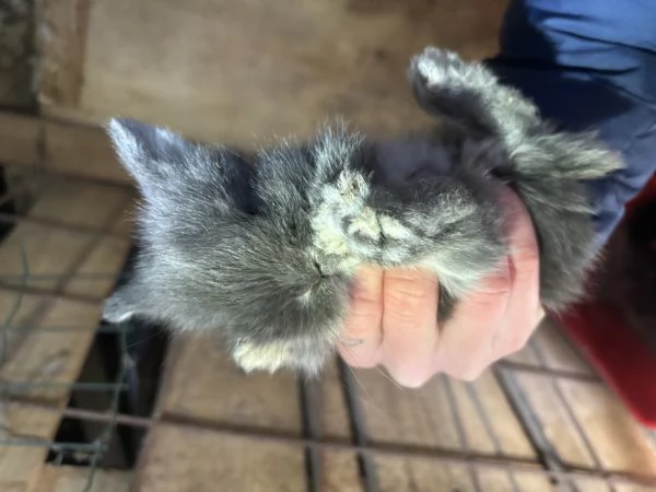 Vendo cuccioli di coniglio nano  | Foto 1