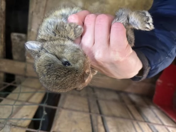 Vendo cuccioli di coniglio nano  | Foto 0