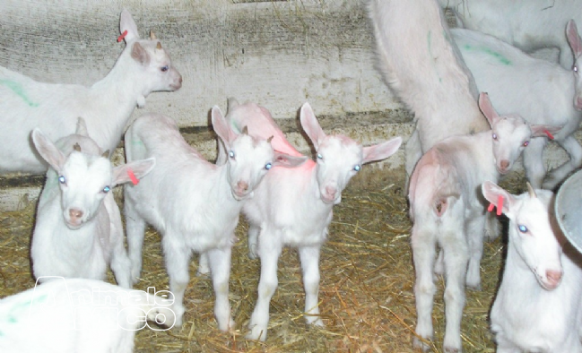 Vendita Animali Da Cortile Friuli Venezia Giulia