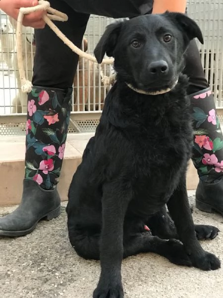 3anni da cucciolo in box splendido carattere ma di lui guardano solo il suo colore nero help