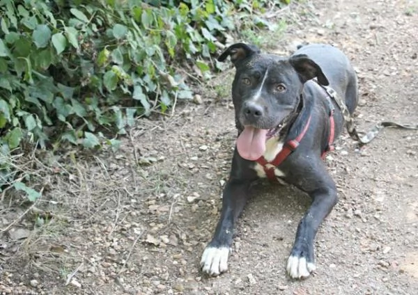 pitbull bellissimo mollato 3anni fa legato ad 1pianta in strada roma