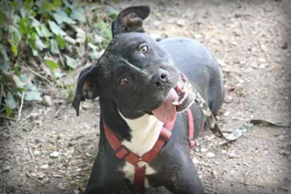 pitbull bellissimo mollato 3anni fa legato ad 1pianta in strada roma | Foto 2