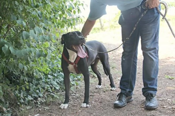 pitbull bellissimo mollato 3anni fa legato ad 1pianta in strada roma | Foto 1