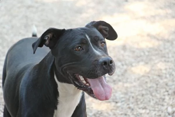 pitbull bellissimo mollato 3anni fa legato ad 1pianta in strada roma | Foto 0