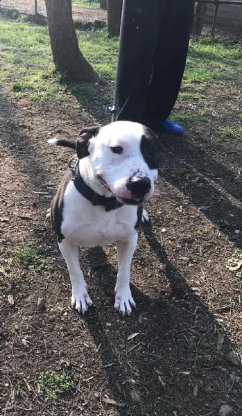 amstaff adulto 3anni di appelli non trova casa pavia