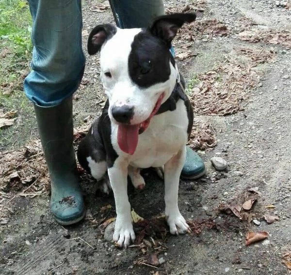 amstaff adulto 3anni di appelli non trova casa pavia | Foto 1