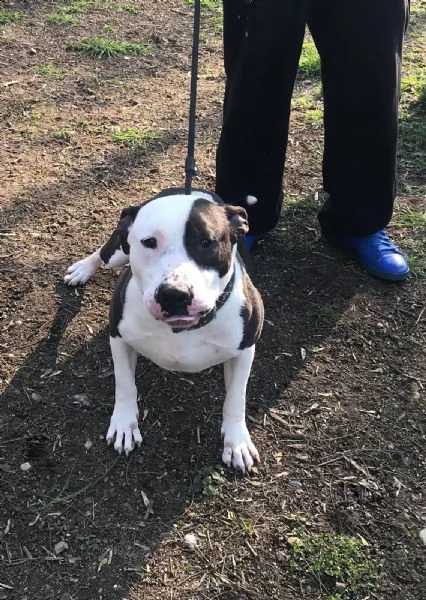 amstaff adulto 3anni di appelli non trova casa pavia | Foto 0