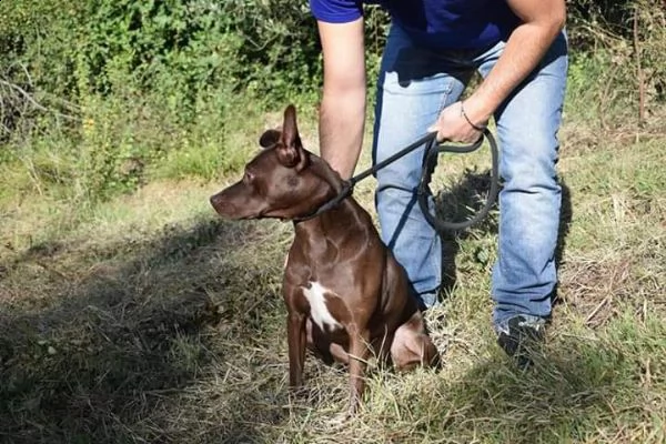 6anni kg 15 marrone focata occhi ambra x lei non chiama nessuno frosinone