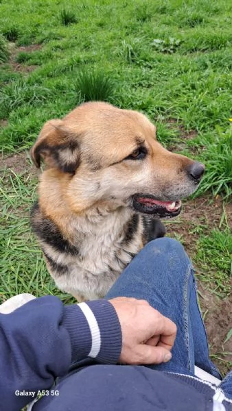 Eros simil pastore 4anni 2anni a catenaBergamo sos casa