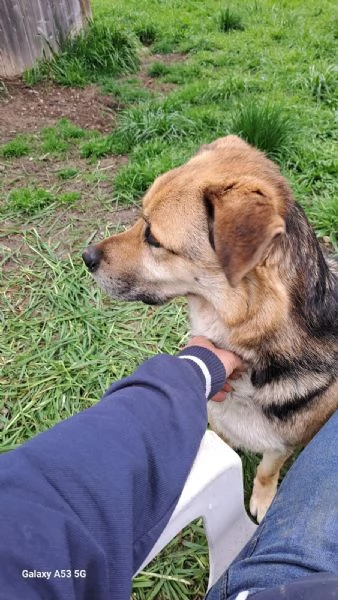 Eros simil pastore 4anni 2anni a catenaBergamo sos casa | Foto 6