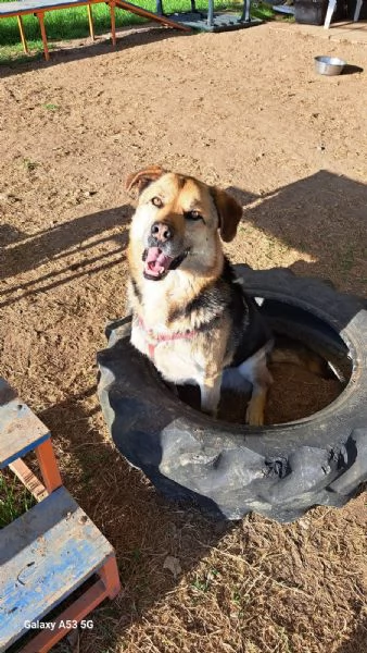 Eros simil pastore 4anni 2anni a catenaBergamo sos casa | Foto 5