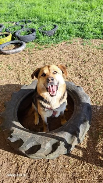 Eros simil pastore 4anni 2anni a catenaBergamo sos casa | Foto 4