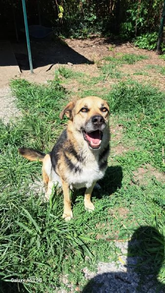 Eros simil pastore 4anni 2anni a catenaBergamo sos casa | Foto 2